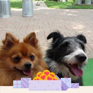 Meet your Posher, Darla